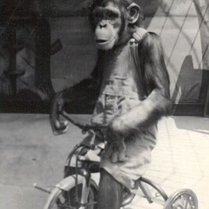 Jo Mendi II, Detroit Zoo chimpanzee, 1950