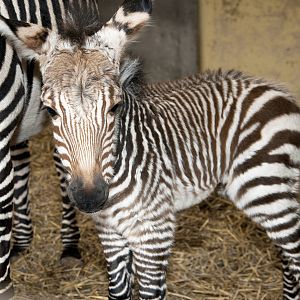 Baby Hartmann,s zebra