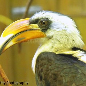 Young Male Von Der Deckens Hornbill