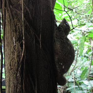 Malayan Colugo