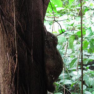 Malayan Colugo