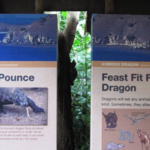 Can you see the Malayan Colugo?