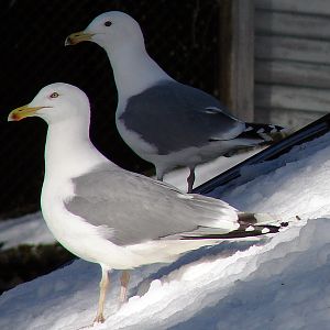 Larus argentatus  / Herring gull, adult pair (male normal, female black iri