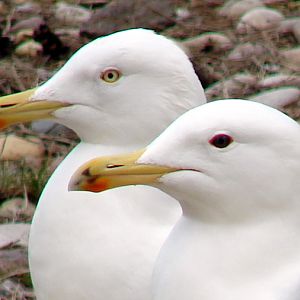 Larus argentatus  / Herring gull, adult pair (female normal, male black iri
