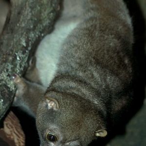 Potto at London Zoo 18/9/2010