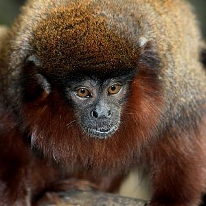 Red Titi at London Zoo, 18/9/2010
