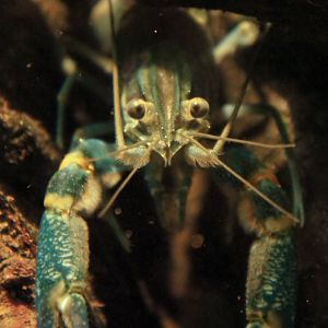 Blue Crayfish