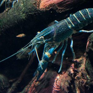 Blue Crayfish