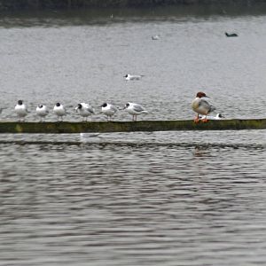 Black Headed Gull & Gossender