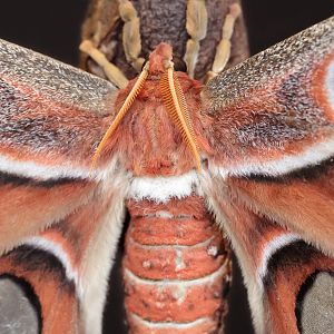 Atlas Moth - Butterfly Journey - 05/03/2011