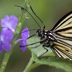 Giant Wood Nymph - Butterfly Journey - 05/03/2011