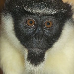 Diana Monkey at Ostrava, 21/5/2010