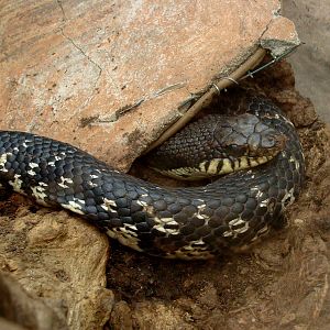 Leioheterodon madagascariensis