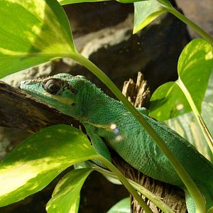 Anolis