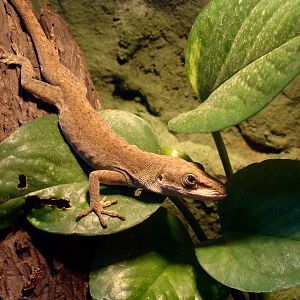Anolis