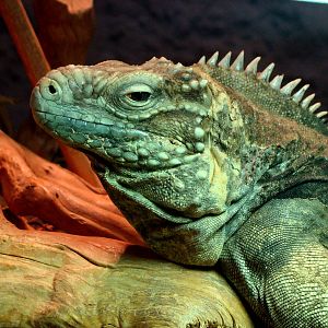 Iguana