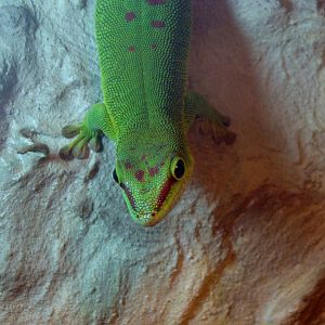 Felsuma madagaskarska