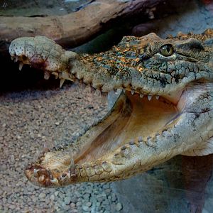 Crocodylus niloticus