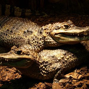 Krokodyle