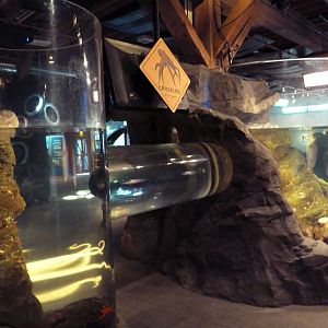 Giant Pacific Octopus Exhibit