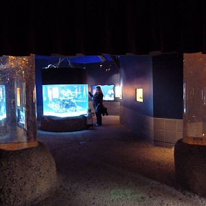 Ocean Oddities Gallery