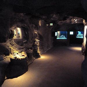 Pacific Coral Reef Cave