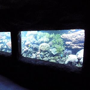 Pacific Coral Reef Exhibit