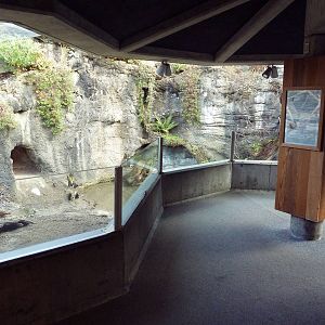 Shore Birds Exhibit (3 Species)