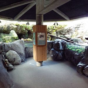 Black Oystercatcher Exhibit