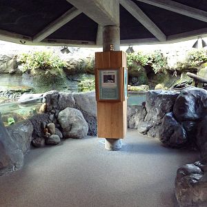 Black Oystercatcher Exhibit