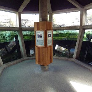 Diving Birds Exhibit (4 Species)
