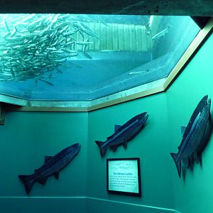 Chinook Salmon Exhibit (In Ceiling)