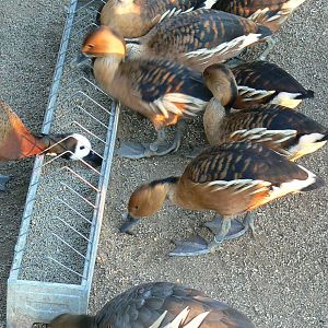 Three species of whistling duck on the photo