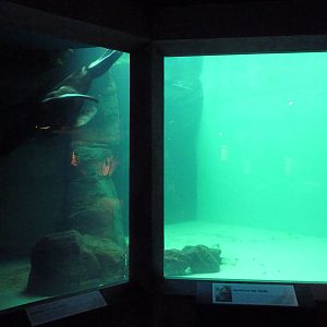 Northern Fur Seal Exhibit - Underwater Viewing Area