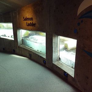 Salmon Ladder
