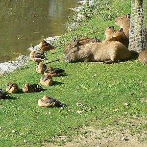 South-american pampa exhibit
