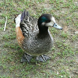 South-american pampa exhibit