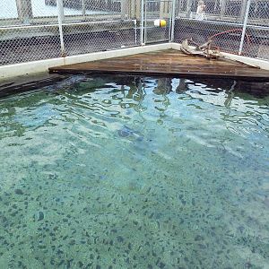 Harbour Seal Exhibit