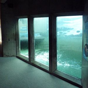 Sea Otter Exhibit