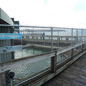 Harbour Seal Exhibit