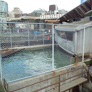 Harbour Seal Exhibit