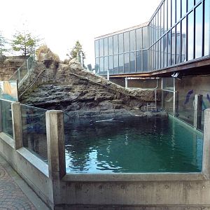Northern Fur Seal Exhibit