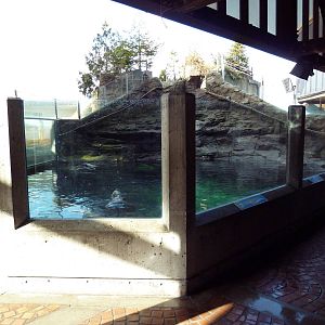 Northern Fur Seal Exhibit