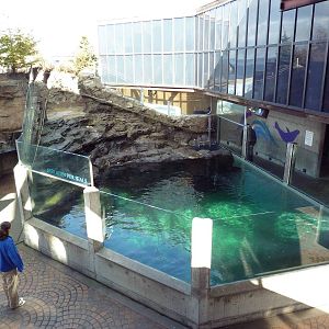 Northern Fur Seal Exhibit