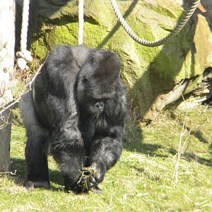 Bukavu The Male Western Lowland Gorilla at Blackpool Zoo 6th March 2011