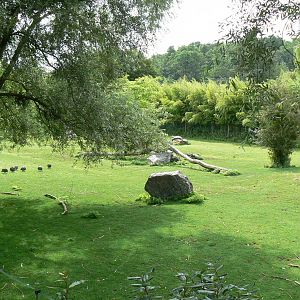 Somali wild asses enclosure