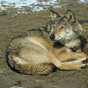 Wilk - Canis lupus