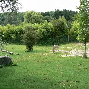 Somali wild asses enclosure