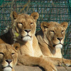 African Lionesses at Blackpool Zoo 6th March 2011