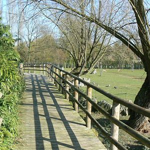 Somali wild asses enclosure